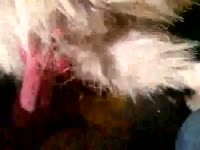 Horny dog with a boner